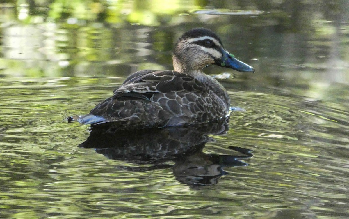 Pacific Black Duck - ML246152831