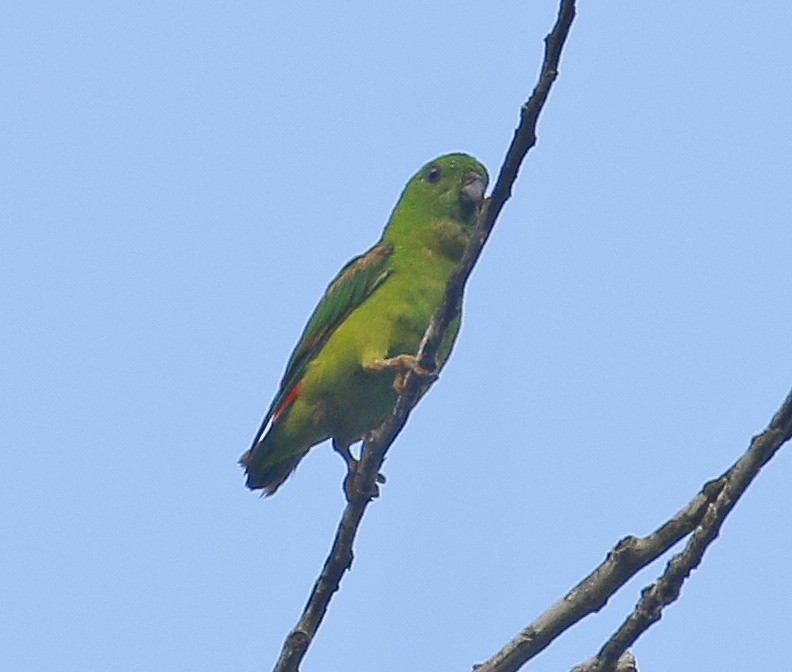 Blue-crowned Hanging-Parrot - ML246153051