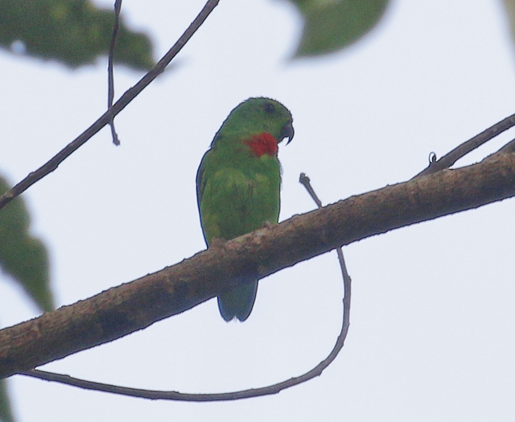 Blue-crowned Hanging-Parrot - ML246153061