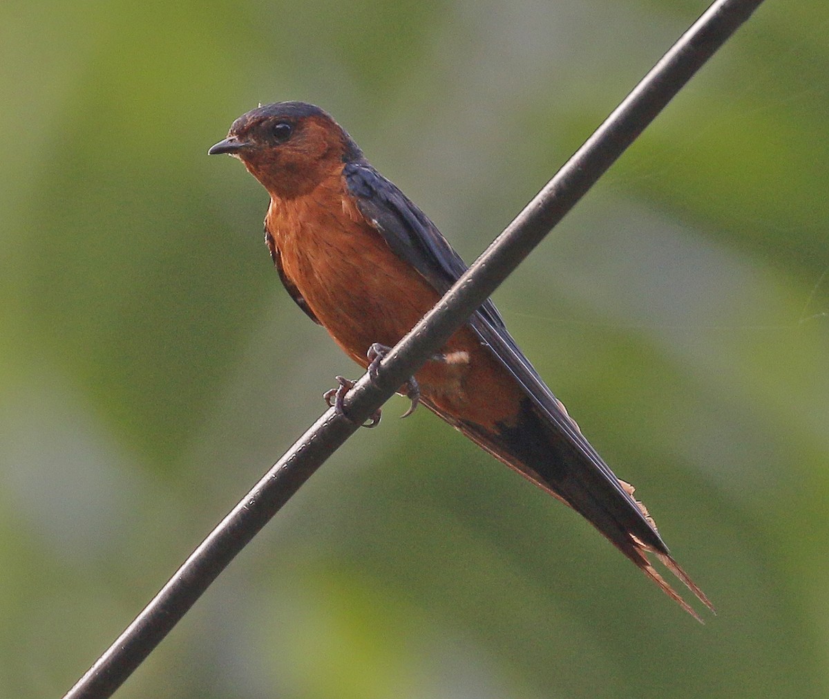 Rufous-bellied Swallow - Neoh Hor Kee