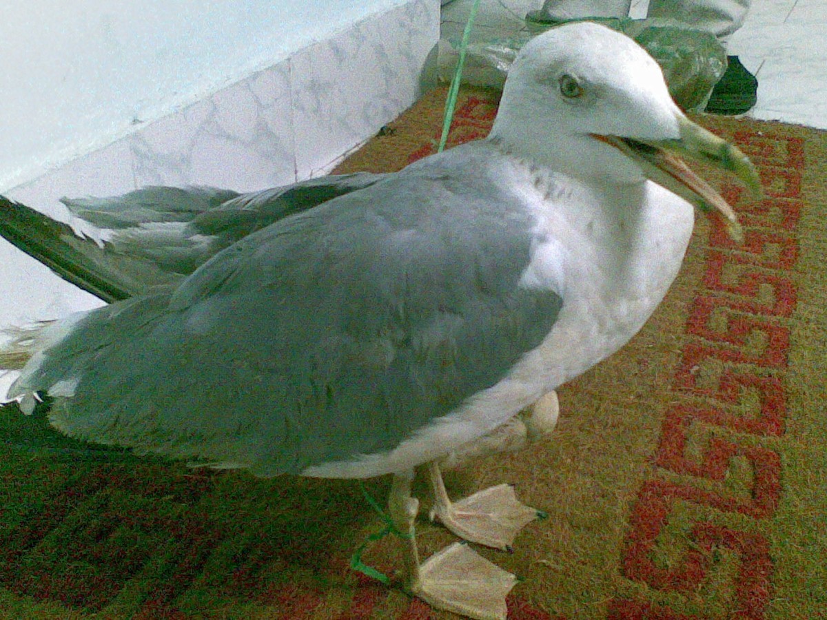 Lesser Black-backed Gull (Steppe) - Kerala Birder (Group Account)