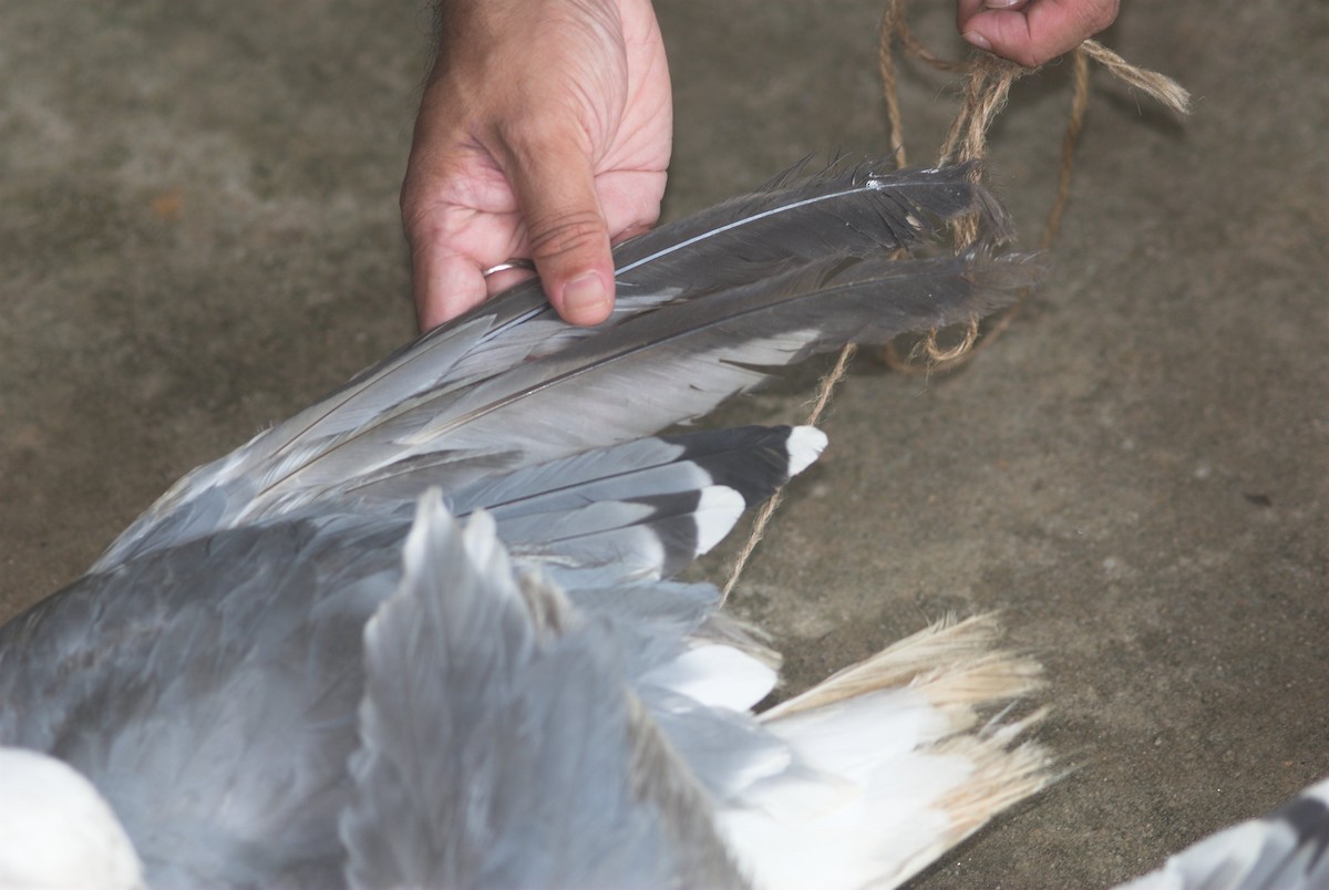 Lesser Black-backed Gull (Steppe) - Kerala Birder (Group Account)