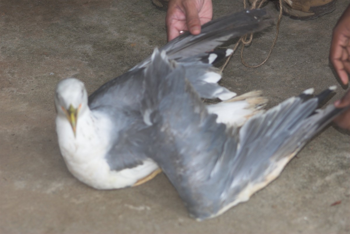 Lesser Black-backed Gull (Steppe) - ML24616111