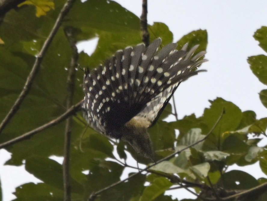 Brown-capped Pygmy Woodpecker - Savithri Singh