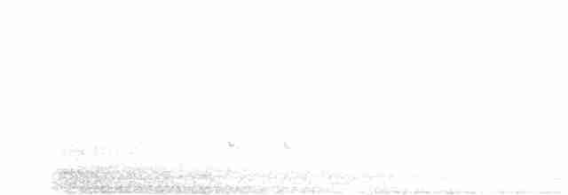 Flötenkrähenstar (telonocua/tyrannica) - ML246163811