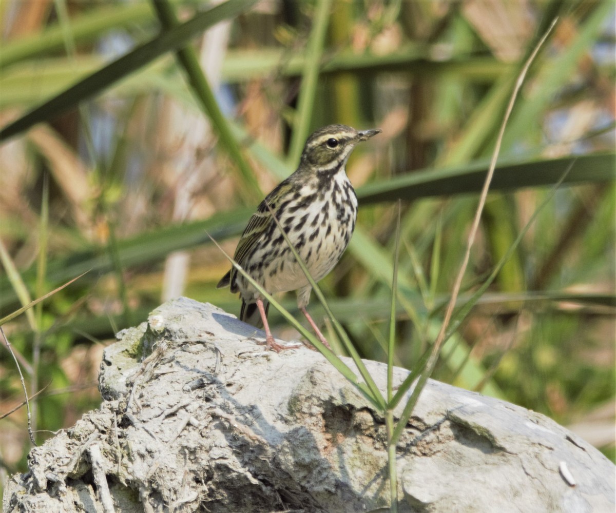 Rosy Pipit - ML246163961