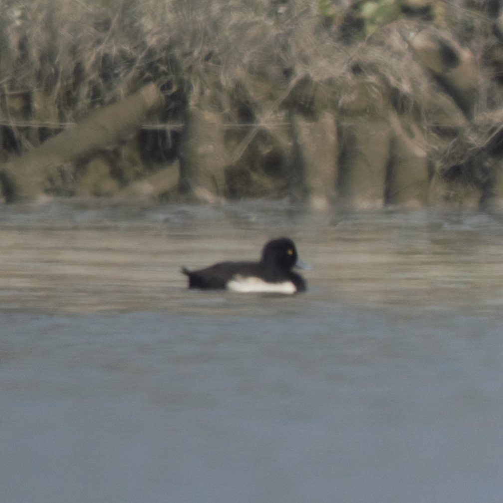 Tufted Duck - ML246164671