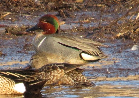 Green-winged Teal - "Chia" Cory Chiappone ⚡️