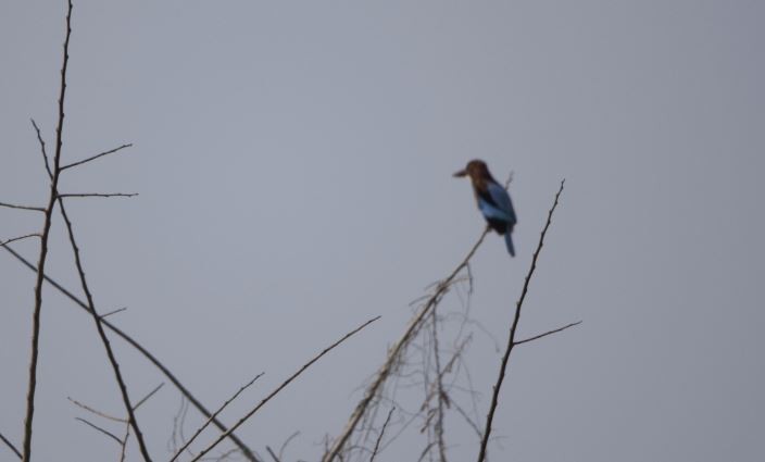 White-throated Kingfisher - Sannidhya De