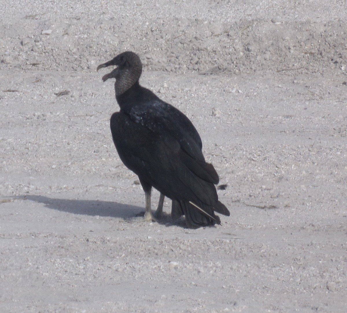 Black Vulture - ML246169381