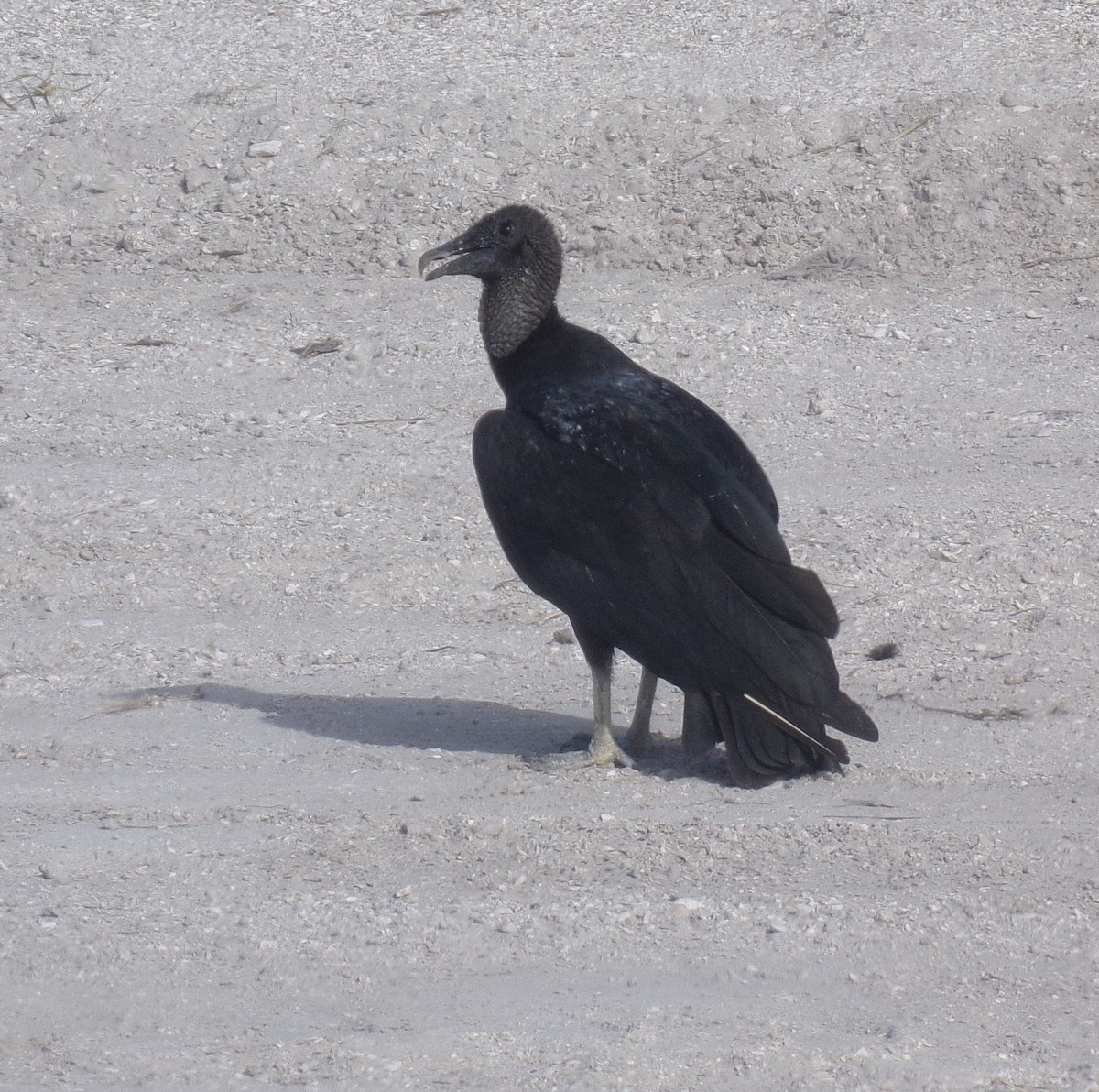 Black Vulture - ML246169391