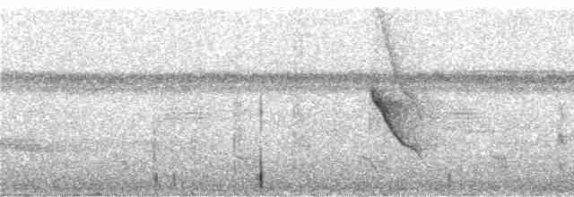 Tropfenflügel-Ameisenfänger [boucardi-Gruppe] - ML246170