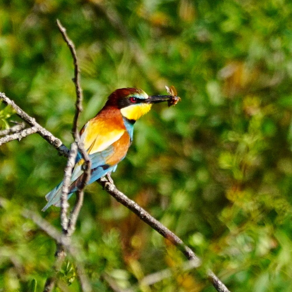 European Bee-eater - ML246173681