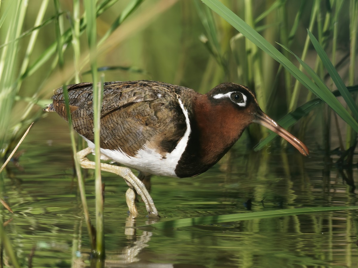 Greater Painted-Snipe - ML246176901