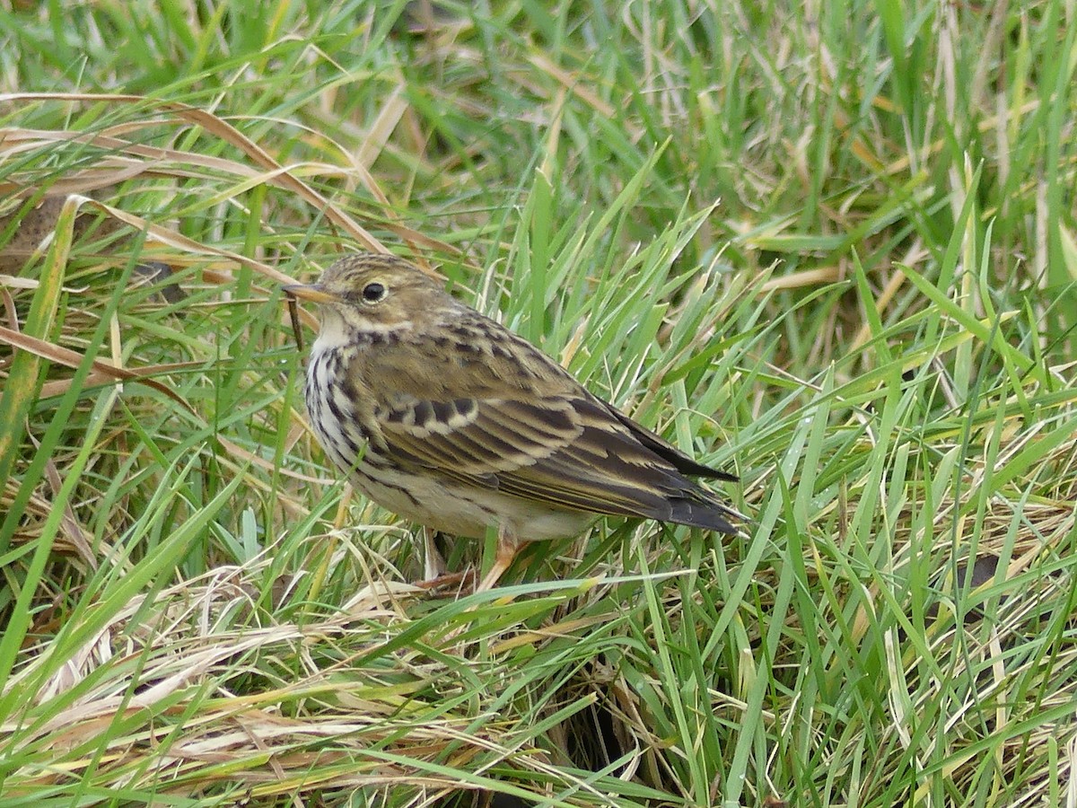 Meadow Pipit - ML246177501