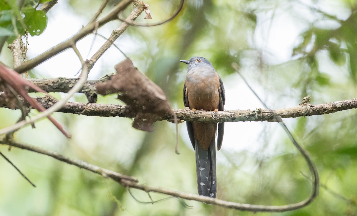 Brush Cuckoo (Sulawesi) - ML246185611