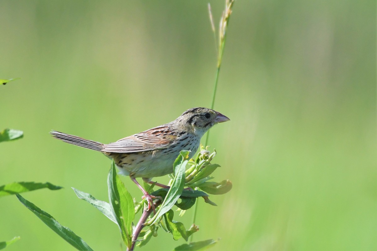 Henslow's Sparrow - ML246188021