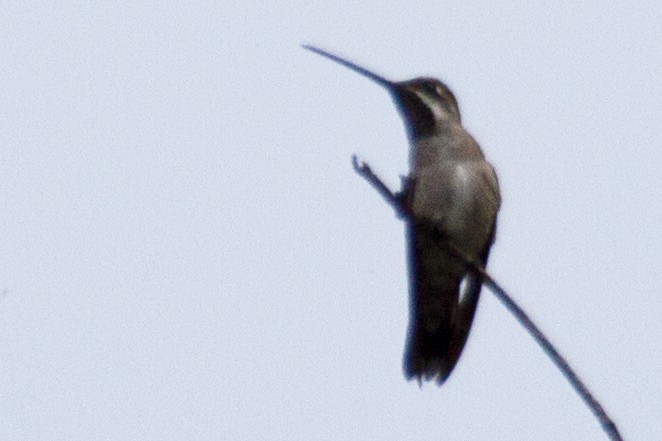 kolibřík hvězdohrdlý - ML24618901