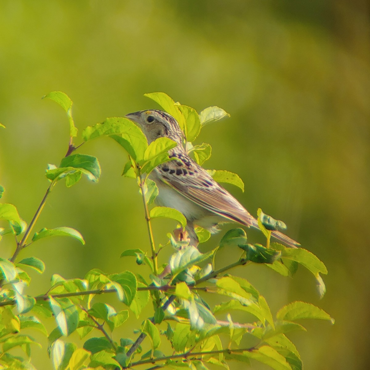 Grasshopper Sparrow - Andrew VanNorstrand