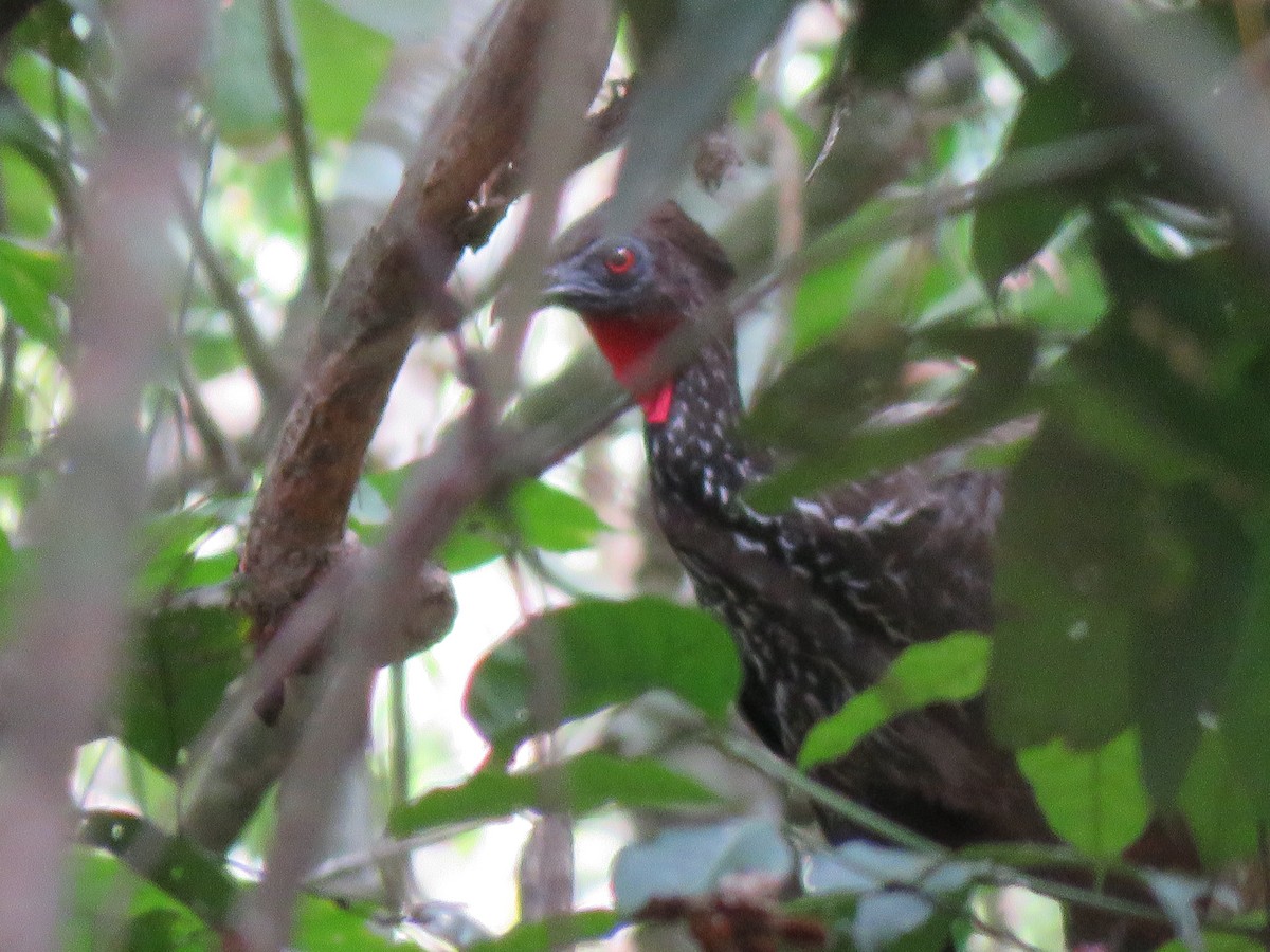 Crested Guan - ML246189271
