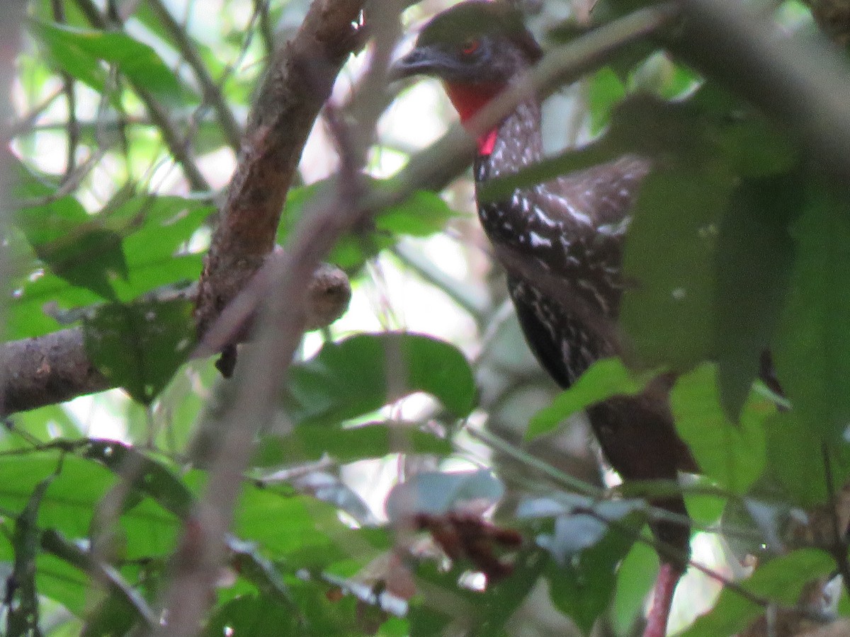 Crested Guan - ML246189291