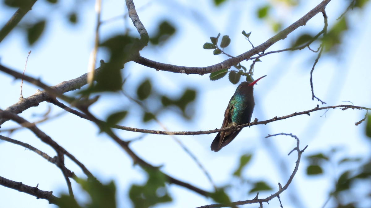 Broad-billed Hummingbird - Rachelle Bergmann
