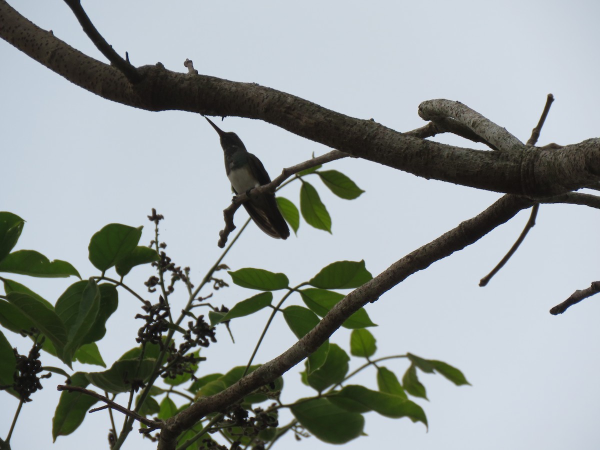 Snowy-bellied Hummingbird - ML246193781