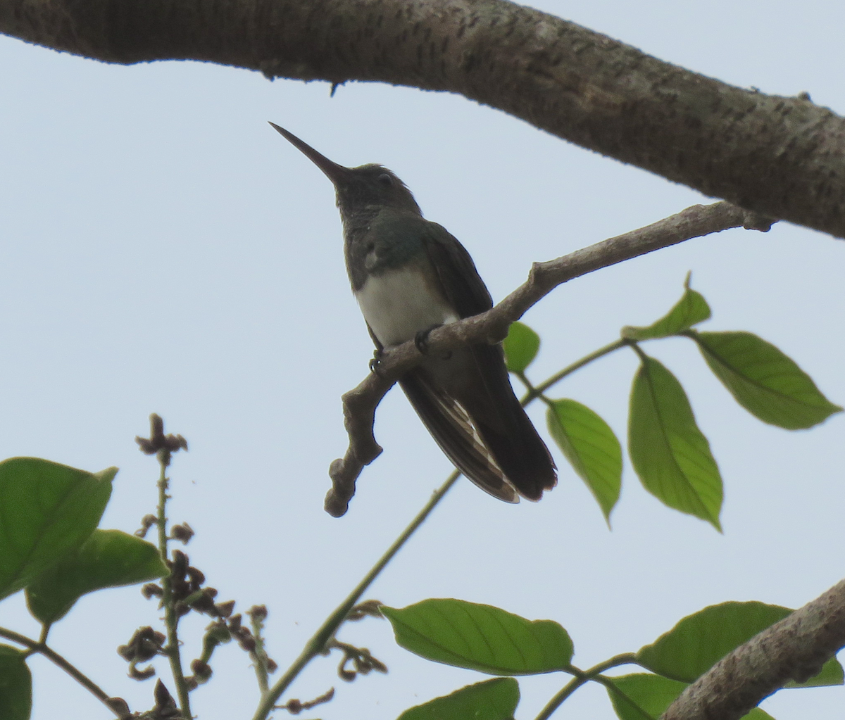 Snowy-bellied Hummingbird - ML246194041