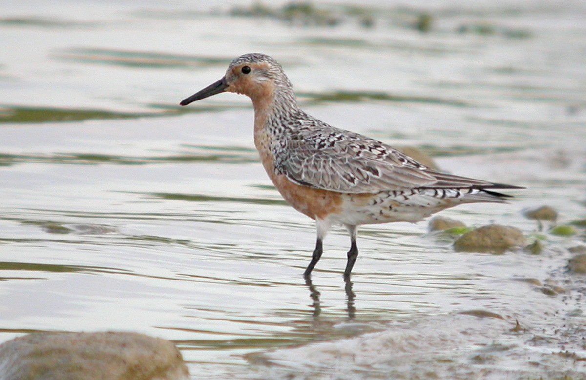 Red Knot - Jean Iron