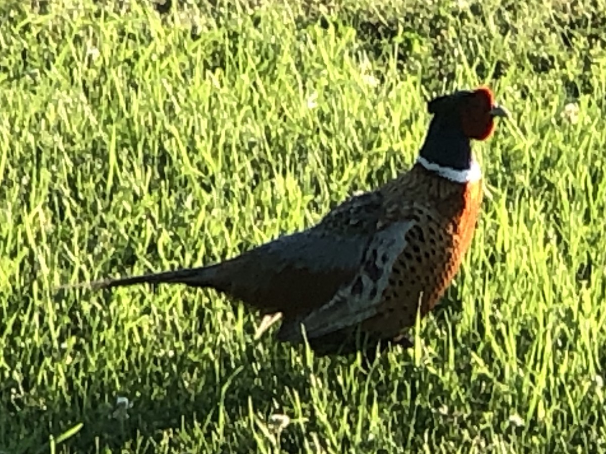 Ring-necked Pheasant - Paul Taylor