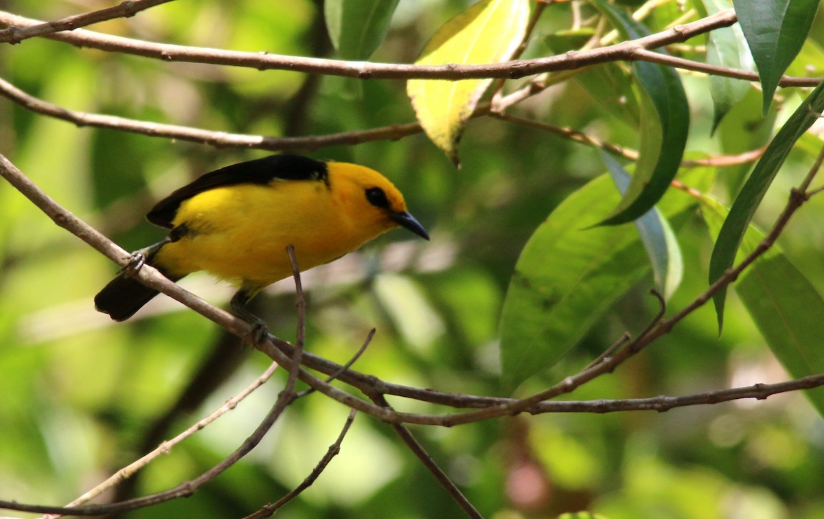 Black-and-yellow Tanager - Gustino Lanese