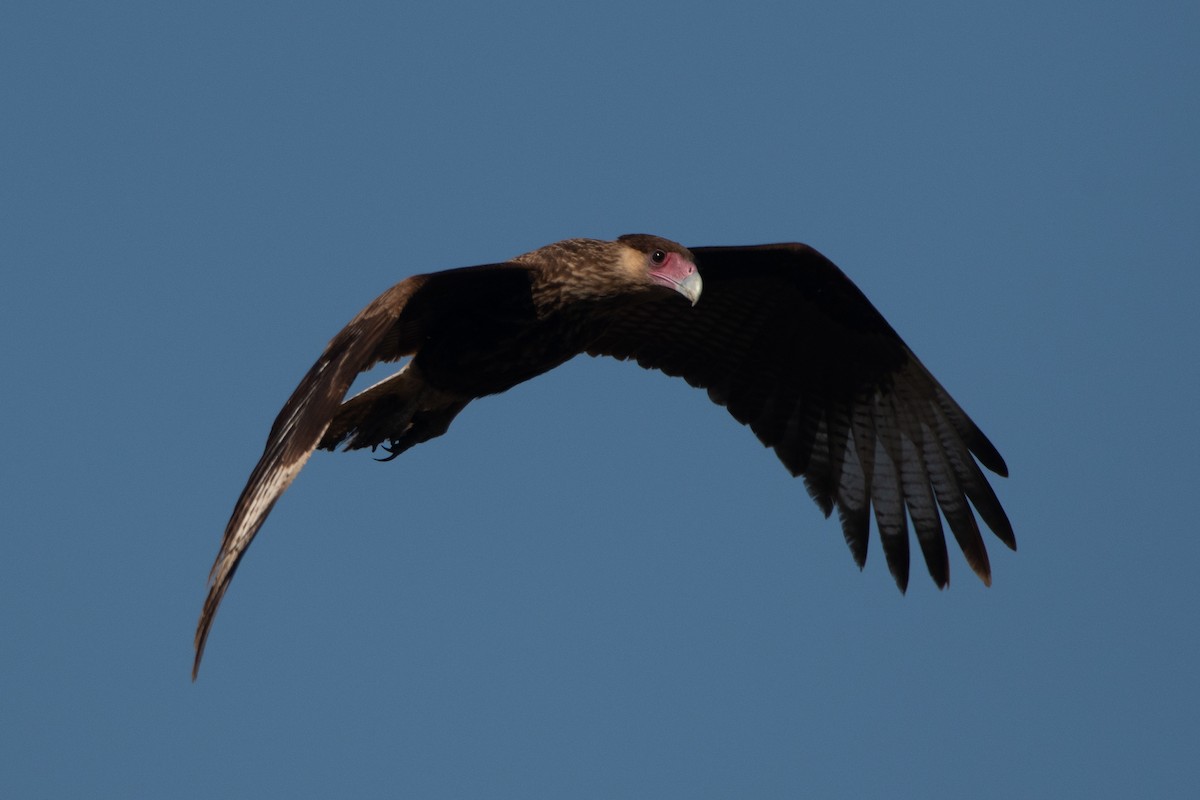 Crested Caracara (Southern) - ML246207311