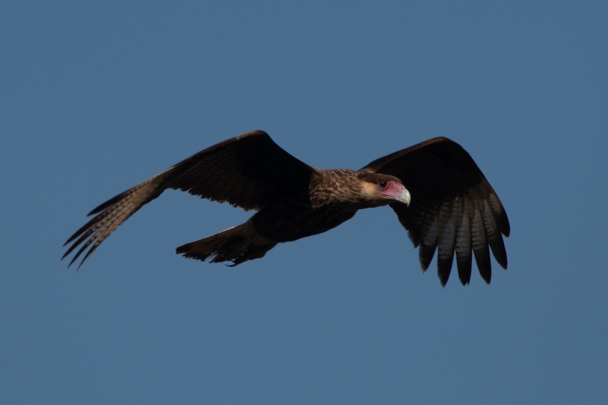 Crested Caracara (Southern) - ML246207321
