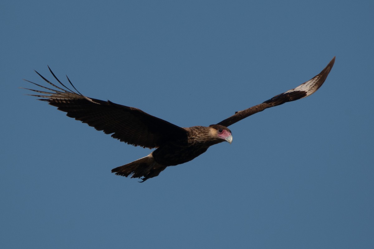 Crested Caracara (Southern) - ML246207351