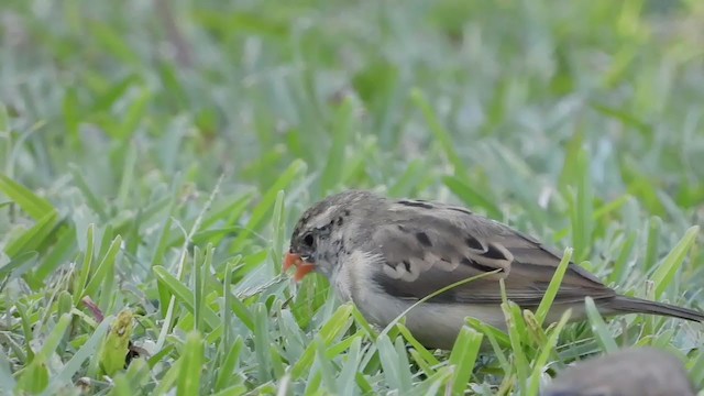 Pin-tailed Whydah - ML246208731