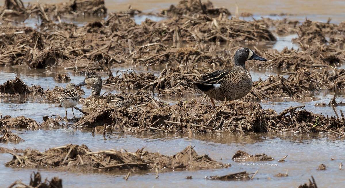 Blue-winged Teal - Keith McFaul