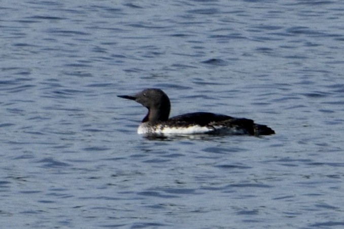 Red-throated Loon - Bill Niemczyk