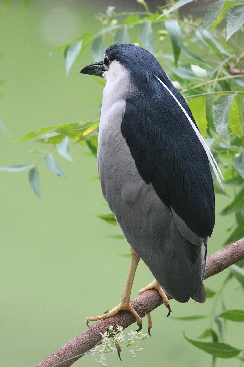 Black-crowned Night Heron (Eurasian) - Dibyendu Ash
