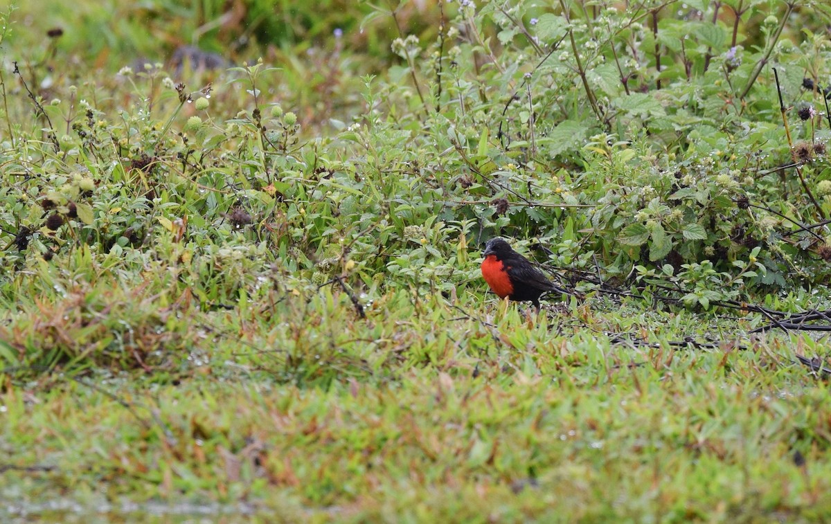 Red-breasted Meadowlark - ML24621631