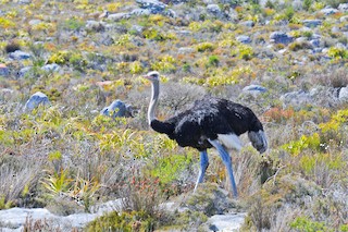 Common Ostrich, ML246219721