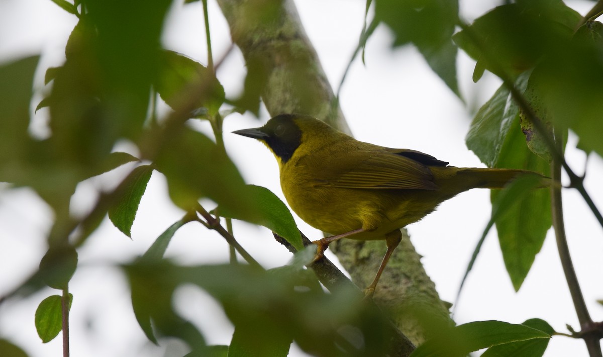 Olive-crowned Yellowthroat - Andy Reago &  Chrissy McClarren