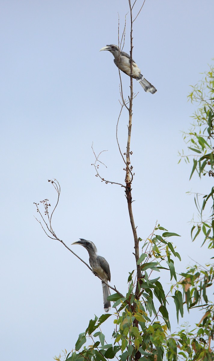 Indian Gray Hornbill - Albin Jacob
