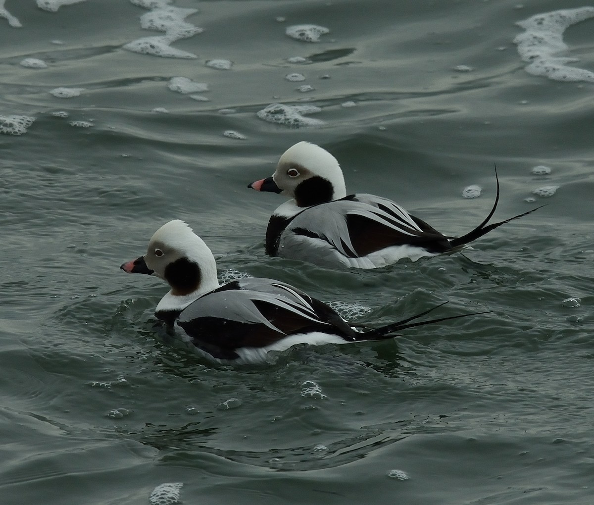 Long-tailed Duck - ML24622911