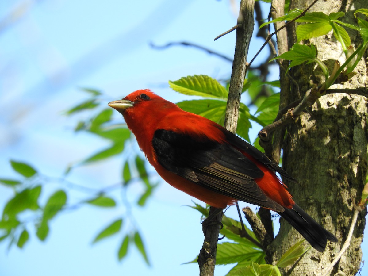 Scarlet Tanager - ML246230571