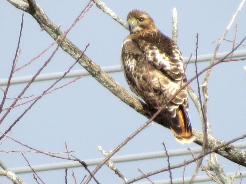 Red-tailed Hawk - Jerry Smith