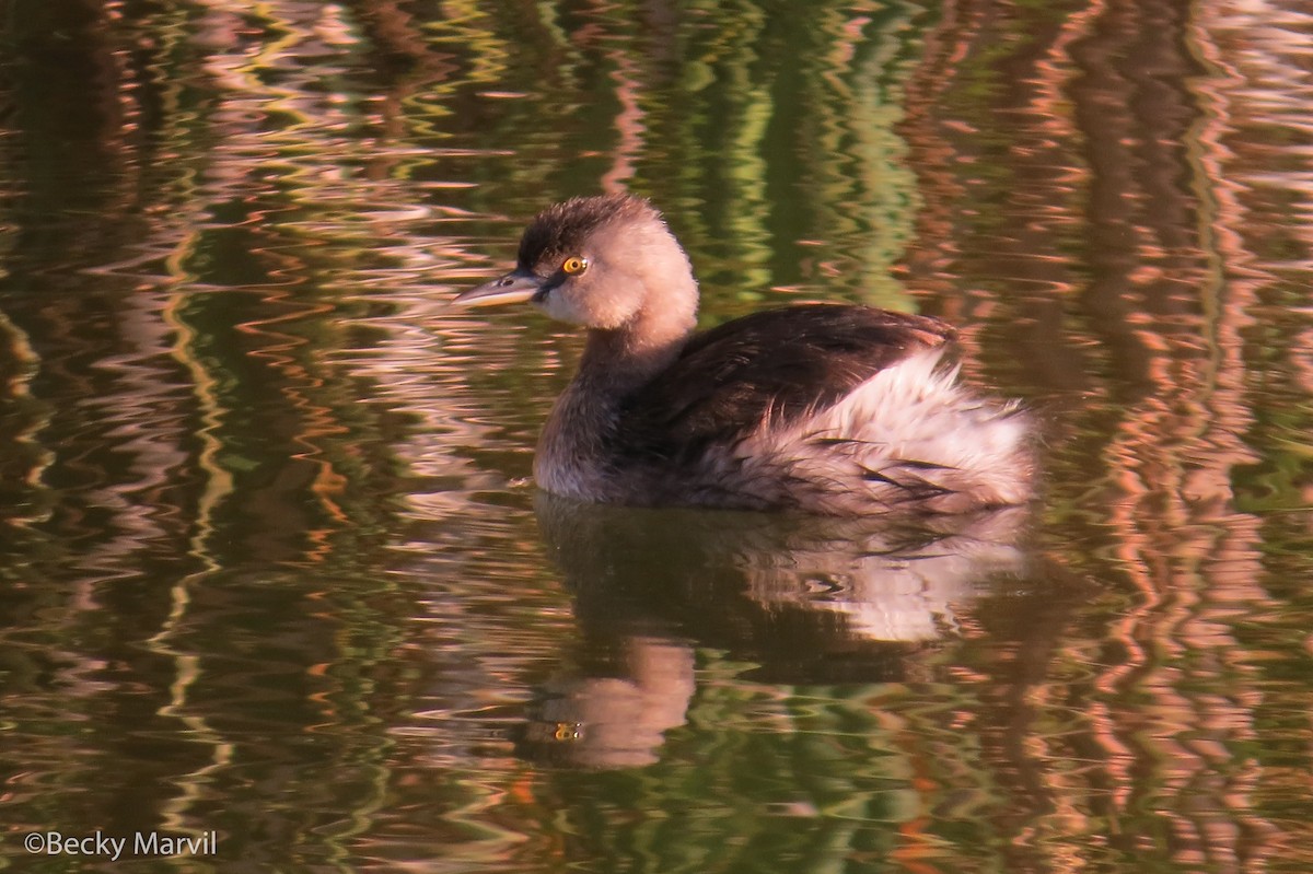 Least Grebe - Becky Marvil