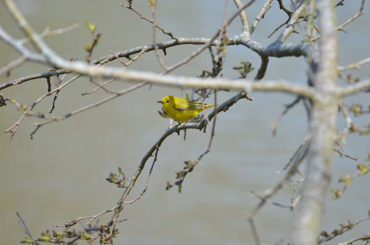 Yellow Warbler - ML246240291