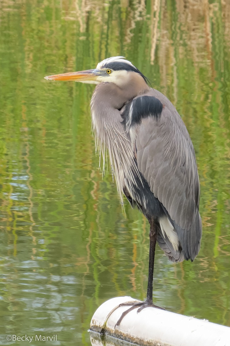 Great Blue Heron - Becky Marvil