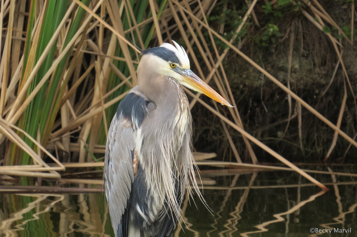 Great Blue Heron - Becky Marvil