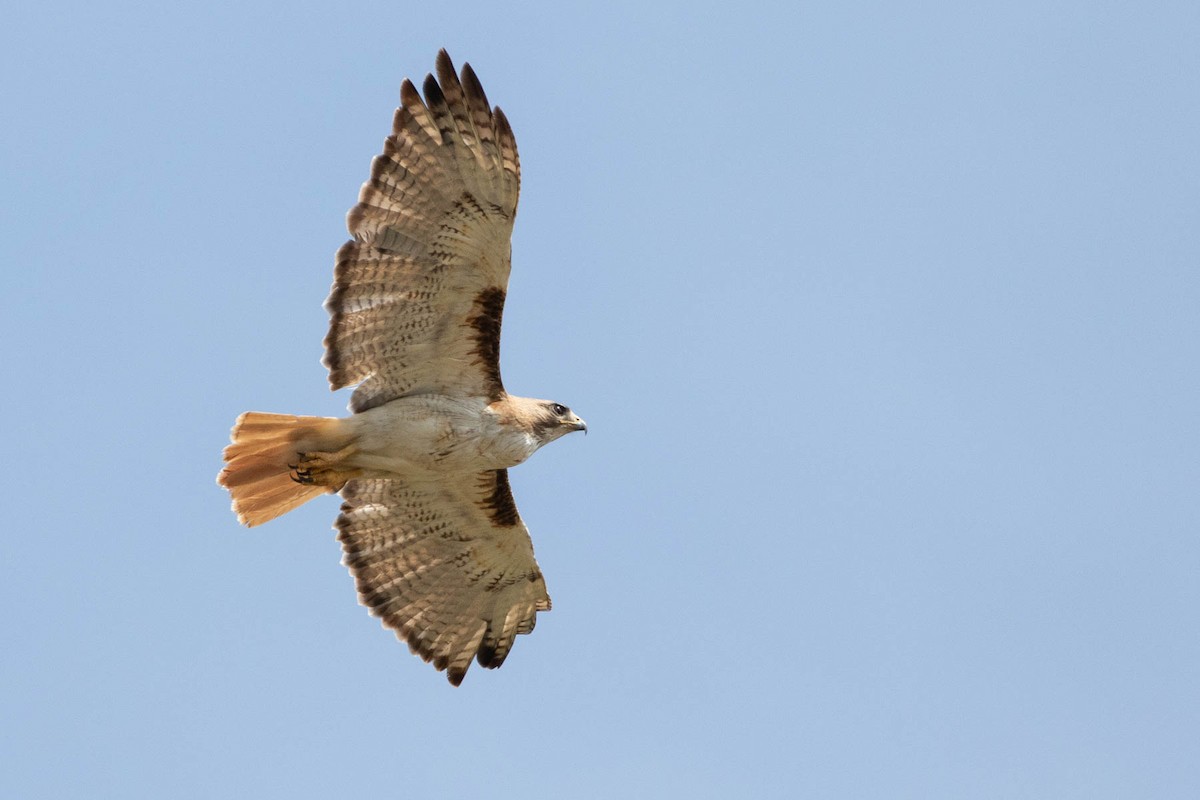 Red-tailed Hawk - ML246242391